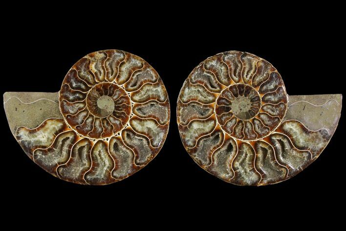 Agatized Ammonite Fossil - Madagascar #111481